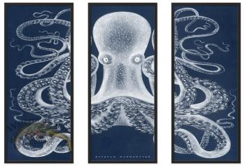 Octopus Study 01Blue BF